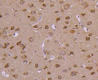Immunohistochemistry-Paraffin: HspA4 Antibody (SD0861) [NBP2-67817] - Analysis of paraffin-embedded rat brain tissue using anti-HSPA4 antibody. Counter stained with hematoxylin.