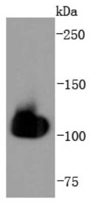 Western Blot: HspA4 Antibody (SD0861) [NBP2-67817] - Analysis of HSPA4 on Hela cells lysates using anti-HSPA4 antibody at 1/1,000 dilution.