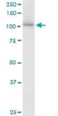 Western Blot: HspA4 Antibody [H00003308-B02P] - Analysis of HSPA4 expression in HeLa.