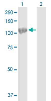 Western Blot: HspA4 Antibody [H00003308-B02P] - Analysis of HSPA4 expression in transfected 293T cell line by HSPA4 polyclonal antibody.  Lane 1: HSPA4 transfected lysate(92.4 KDa). Lane 2: Non-transfected lysate.