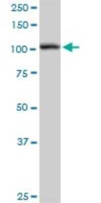 Western Blot: HspA4 Antibody [H00003308-D01P] - Analysis of HSPA4 expression in Jurkat.