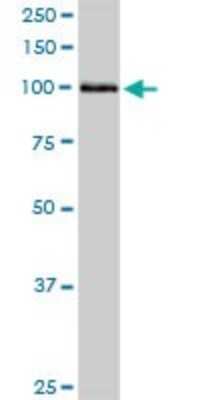 Western Blot: HspA4 Antibody [H00003308-D01P] - Analysis of HSPA4 expression in mouse spleen.