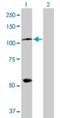Western Blot: HspA4 Antibody [H00003308-D01P] - Analysis of HSPA4 expression in transfected 293T cell line by HSPA4 polyclonal antibody.Lane 1: HSPA4 transfected lysate(94.30 KDa).Lane 2: Non-transfected lysate.