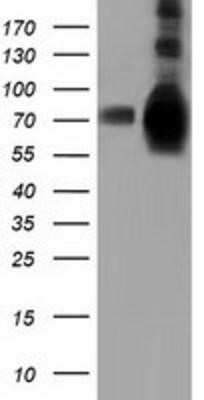 Western Blot: HspA6 Antibody (OTI1H3) - Azide and BSA Free [NBP2-70959] - HEK293T cells were transfected with the pCMV6-ENTRY control (Left lane) or pCMV6-ENTRY HspA6 (Right lane) cDNA for 48 hrs and lysed. Equivalent amounts of cell lysates (5 ug per lane) were separated by SDS-PAGE and immunoblotted with anti-HspA6.