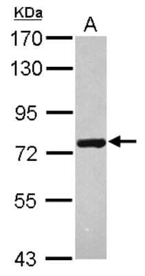 Western Blot: HspA6 Antibody [NBP2-16899] - Sample (30 ug of whole cell lysate) A: Raji 7. 5% SDS PAGE gel, diluted at 1:10000.