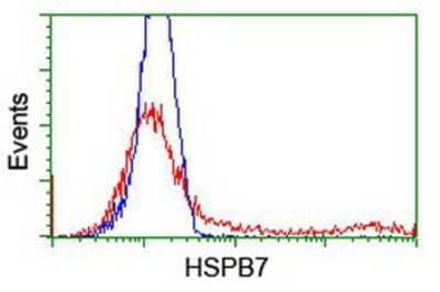 Flow Cytometry: HspB7 Antibody (1D11) [NBP2-02666] - HEK293T cells transfected with either overexpression plasmid (Red) or empty vector control plasmid (Blue) were immunostained by anti-HspB7 antibody, and then analyzed by flow cytometry.