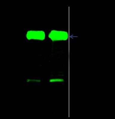 Immunoprecipitation: HspB7 Antibody [NBP2-99273] - HspB7 was immunoprecipitated using: Lane A: 0.5 mg NIH-3T3 Whole Cell Lysate. Lane B: 0.5 mg A549 Whole Cell Lysate. 4 ul anti-HspB7 rabbit polyclonal antibody and 15 ul of 50 % Protein G agarose. Primary antibody: Anti-HspB7 rabbit polyclonal antibody, at 1:100 dilution. Secondary antibody: Dylight 800-labeled antibody to rabbit IgG (H+L), at 1:5000 dilution. Developed using the Odyssey technique. Performed under reducing conditions. Predicted band size: 19 kDa. Observed band size: 22 kDa