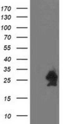 Western Blot: HspB7 Antibody (OTI1D11) - Azide and BSA Free [NBP2-71833] - HEK293T cells were transfected with the pCMV6-ENTRY control (Left lane) or pCMV6-ENTRY HspB7 (Right lane) cDNA for 48 hrs and lysed. Equivalent amounts of cell lysates (5 ug per lane) were separated by SDS-PAGE and immunoblotted with anti-HspB7.
