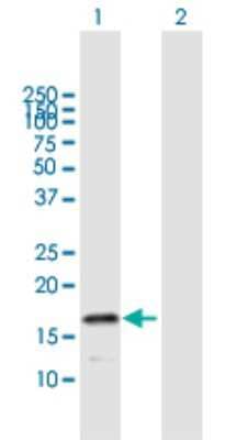Western Blot: HspB9 Antibody [H00094086-B01P] - Analysis of HSPB9 expression in transfected 293T cell line by HSPB9 polyclonal antibody.  Lane 1: HSPB9 transfected lysate(17.49 KDa). Lane 2: Non-transfected lysate.