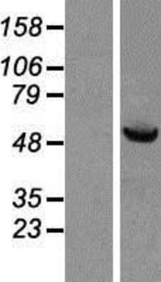 Western Blot: HspBAP1 Overexpression Lysate (Adult Normal) [NBP2-06313] Left-Empty vector transfected control cell lysate (HEK293 cell lysate); Right -Over-expression Lysate for HspBAP1.
