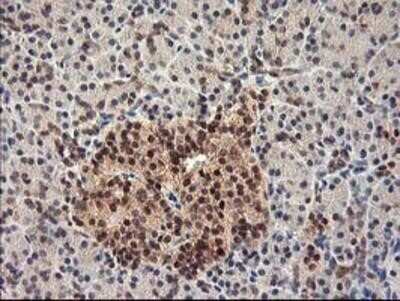 Immunohistochemistry: HspBP1 Antibody (OTI1D5) - Azide and BSA Free [NBP2-71761] - Staining of paraffin-embedded Human pancreas tissue using anti-HspBP1 mouse monoclonal antibody.