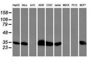 Western Blot: HspBP1 Antibody (OTI1D5) - Azide and BSA Free [NBP2-71761] - Analysis of extracts (35ug) from 9 different cell lines by using anti-HspBP1 monoclonal antibody.