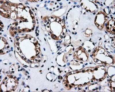 Immunohistochemistry-Paraffin: HuR/ELAVL1 Antibody (14F4) [NBP2-02287] - Staining of paraffin-embedded Kidney tissue using anti-HuR/ELAVL1 mouse monoclonal antibody.