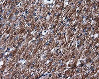 Immunohistochemistry-Paraffin: HuR/ELAVL1 Antibody (14F4) [NBP2-02287] - Staining of paraffin-embedded liver tissue using anti-HuR/ELAVL1mouse monoclonal antibody.