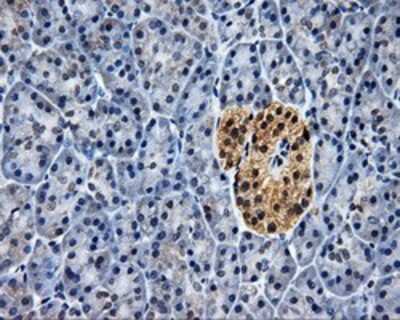 Immunohistochemistry-Paraffin: HuR/ELAVL1 Antibody (14F4) [NBP2-02287] - Staining of paraffin-embedded pancreas tissue using anti-HuR/ELAVL1 mouse monoclonal antibody.