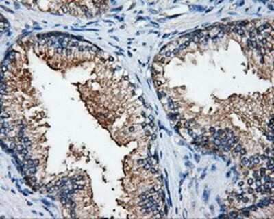 Immunohistochemistry-Paraffin: HuR/ELAVL1 Antibody (14F4) [NBP2-02287] Staining of paraffin-embedded prostate tissue using anti-HuR/ELAVL1mouse monoclonal antibody.