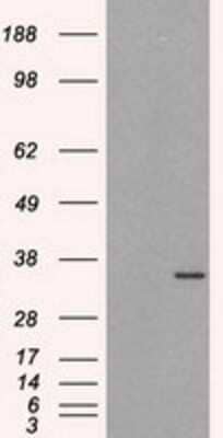 Western Blot: HuR/ELAVL1 Antibody (14F4) [NBP2-02287] - HEK293T cells were transfected with the pCMV6-ENTRY control (Left lane) or pCMV6-ENTRY HuR/ELAVL1 (Right lane) cDNA for 48 hrs and lysed. Equivalent amounts of cell lysates (5 ug per lane) were separated by SDS-PAGE and immunoblotted with anti-HuR/ELAVL1.