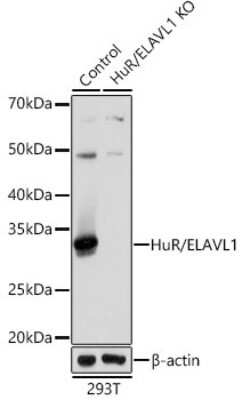 <b>Genetic Strategies Validation. </b>Western Blot: HuR/ELAVL1 Antibody (9Q6L3) [NBP3-15820] - Western blot analysis of extracts from normal (control) and HuR/ELAVL1 knockout (KO) 293T cells, using HuR/ELAVL1 antibody (NBP3-15820) at 1:1000 dilution. Secondary antibody: HRP Goat Anti-Rabbit IgG (H+L) at 1:10000 dilution. Lysates/proteins: 25ug per lane. Blocking buffer: 3% nonfat dry milk in TBST. Detection: ECL Basic Kit. Exposure time: 1s.