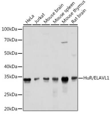 Western Blot: HuR/ELAVL1 Antibody (9Q6L3) [NBP3-15820] - Western blot analysis of extracts of various cell lines, using HuR/ELAVL1 antibody (NBP3-15820) at 1:1000 dilution. Secondary antibody: HRP Goat Anti-Rabbit IgG (H+L) at 1:10000 dilution. Lysates/proteins: 25ug per lane. Blocking buffer: 3% nonfat dry milk in TBST. Detection: ECL Basic Kit. Exposure time: 1s.