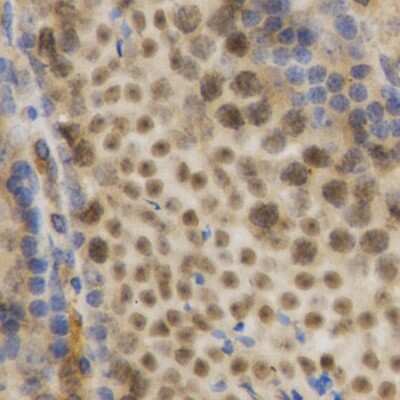 Immunohistochemistry-Paraffin: HuR/ELAVL1 Antibody [NBP3-03449] - Paraffin-embedded mouse testis using HuR/ELAVL1 antibody at dilution of 1:200 (40x lens).