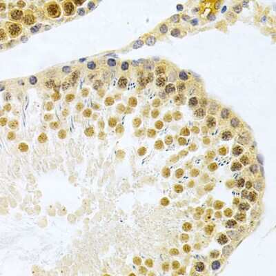 Immunohistochemistry-Paraffin: HuR/ELAVL1 Antibody [NBP3-03449] - Paraffin-embedded rat testis using HuR/ELAVL1 antibody at dilution of 1:200 (40x lens).