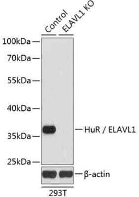 <b>Genetic Strategies Validation. </b>Western Blot: HuR/ELAVL1 Antibody [NBP3-02947] - Analysis of extracts from normal (control) and HuR / ELAVL1 knockout (KO) 293T cells, using HuR/ELAVL1 antibody at 1:1000 dilution. Secondary antibody: HRP Goat Anti-Rabbit IgG (H+L) at 1:10000 dilution. Lysates/proteins: 25ug per lane. Blocking buffer: 3% nonfat dry milk in TBST.