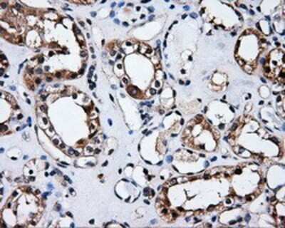 Immunohistochemistry: HuR/ELAVL1 Antibody (OTI14F4) - Azide and BSA Free [NBP2-70635] - Staining of paraffin-embedded Kidney tissue using anti-HuR/ELAVL1 mouse monoclonal antibody.