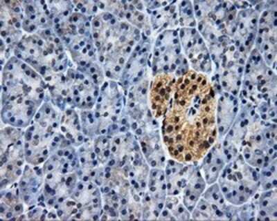 Immunohistochemistry: HuR/ELAVL1 Antibody (OTI14F4) - Azide and BSA Free [NBP2-70635] - Staining of paraffin-embedded pancreas tissue using anti-HuR/ELAVL1 mouse monoclonal antibody.