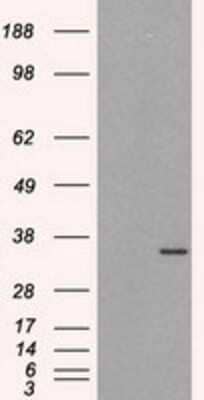 Western Blot: HuR/ELAVL1 Antibody (OTI14F4) - Azide and BSA Free [NBP2-70635] - HEK293T cells were transfected with the pCMV6-ENTRY control (Left lane) or pCMV6-ENTRY HuR/ELAVL1 (Right lane) cDNA for 48 hrs and lysed. Equivalent amounts of cell lysates (5 ug per lane) were separated by SDS-PAGE and immunoblotted with anti-HuR/ELAVL1.