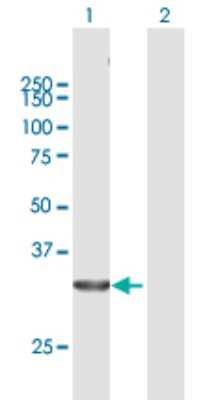 Western Blot: HuR/ELAVL1 Antibody [H00001994-B01P] - Analysis of ELAVL1 expression in transfected 293T cell line by ELAVL1 polyclonal antibody.  Lane 1: ELAVL1 transfected lysate(35.86 KDa). Lane 2: Non-transfected lysate.