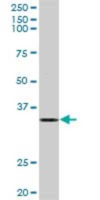 Western Blot: HuR/ELAVL1 Antibody [H00001994-D01P] - Analysis of ELAVL1 expression in A-431.