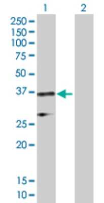 Western Blot: HuR/ELAVL1 Antibody [H00001994-D01P] - Analysis of ELAVL1 expression in transfected 293T cell line by ELAVL1 polyclonal antibody.Lane 1: ELAVL1 transfected lysate(36.10 KDa).Lane 2: Non-transfected lysate.
