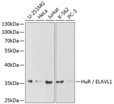 Western Blot: HuR/ELAVL1 Antibody [NBP3-03449] - Analysis of extracts of various cell lines, using HuR/ELAVL1 antibody at 1:1000 dilution. Secondary antibody: HRP Goat Anti-Rabbit IgG (H+L) at 1:10000 dilution. Lysates/proteins: 25ug per lane. Blocking buffer: 3% nonfat dry milk in TBST.