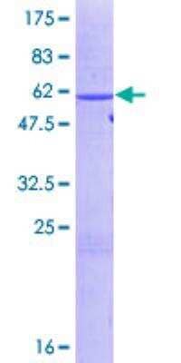 SDS-Page: Recombinant Human HuR/ELAVL1 Protein [H00001994-P01]