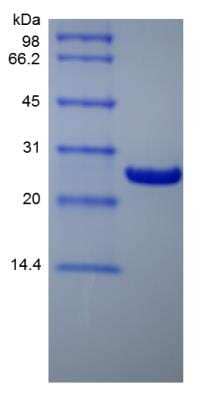 SDS-Page: Human Bcl-xL Protein [NBP2-34899]