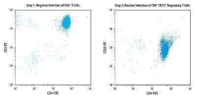 Flow Cytometry: Human CD4+ CD25+ Regulatory+ T Cell Isolation Kit [MAGH104-NOV] - Enrichment of CD4+ T cells (Step 1) and CD4+CD25+ Cells (Step 2) were stained using the conjugated antibodies provided in this kit. In Step 1, CD4+ T cells were isolated from PBMC. The additional reagent, Anti-Human CD3 epsilon-PE Antibody was used in this step. In Step 2, CD4+CD25+ T cells were isolated from the CD4+ cells recovered in Step 1.