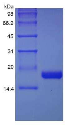 SDS-Page: Human CDNF Protein [NBP2-34938]