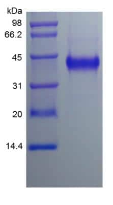 SDS-Page: Human Cyr61/CCN1 Protein [NBP2-34944]