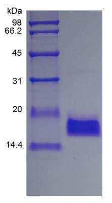 SDS-Page: Recombinant Human EMAP-II/AIMP1 Protein [NBP2-34954] - SDS-PAGE of NBP2-34954, showing a band at approximately 18 kDa. 