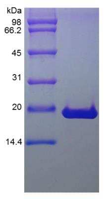 SDS-Page: Human FGF-10 Protein [NBP2-34927]