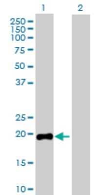 Western Blot: Growth Hormone Antibody [H00002688-D01P] - Analysis of GH1 expression in transfected 293T cell line by GH1 polyclonal antibody.Lane 1: GH1 transfected lysate(24.80 KDa).Lane 2: Non-transfected lysate.