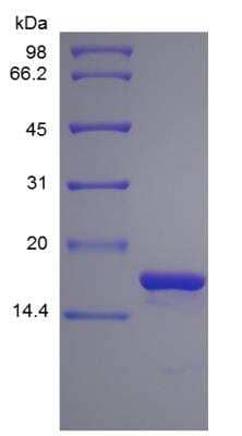 SDS-Page: Human IL-1 alpha/IL-1F1 Protein [NBP2-35051]