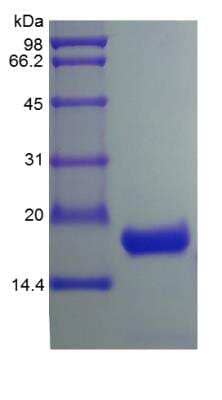 SDS-Page: Human IL-10 Protein [NBP2-35015]