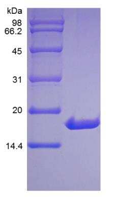 SDS-Page: Human IL-33 Protein [NBP2-34871]