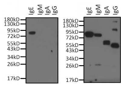 Western Blot: Human IgE Antibody (F4-16) [NBP1-78578] - Analysis of 0.5ug of purified human IgE, IgM, IgA and IgG per well and 10ul of PageRuler Prestained Protein Ladder per well.
