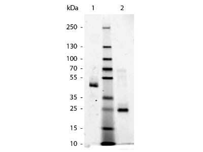 SDS-Page: Human IgG F(ab) Isotype Control [NBP1-97020] - SDS-Page of Human Fab. Lane 1: Human Fab - Non-Reduced. Lane 2: Human Fab - Reduced. Load: 1.0 ug per lane. Predicted/Observed size - Non-Reduced: 50 kDa, 50 kDa for Human Fab. Predicted/Observed size - Reduced: 25 kDa, 25 kDa for Human Fab. Other band(s): None.