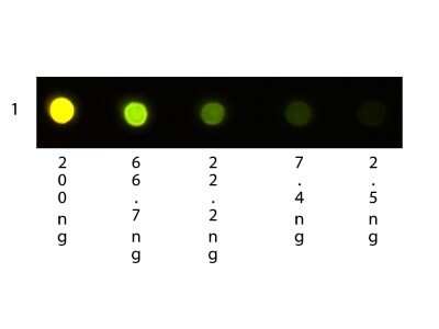 Dot Blot: Human IgG Fc Isotype Control [NBP1-96973] - Dot Blot: Human IgG Fc Isotype Control [Texas Red] [NBP1-97276] - Texas Red Conjugated Human IgG F(c). Load: 3-fold serial dilution starting at 200 ng. Image using the Texas Red form of this antibody.