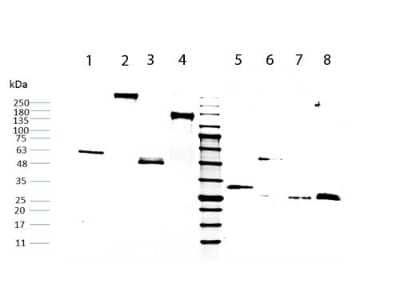 SDS-Page: Human IgG Fc Isotype Control [NBP1-96973] - SDS-PAGE of Human IgG Fc. Lane 1: Non-reduced Human IgG Fc Lane 2: Non-reduced Human IgG Whole Molecule Lane 3: Non-reduced Human IgG Fab Fragment Lane 4: Non-reduced Human IgG F(ab')2 Fragment. Middle Lane: 5uL OPAL Pre-stained Marker MB-210-0500. Lane 5: Reduced Human IgG Fc Lane 6: Reduced Human IgG Whole Molecule Lane 7: Reduced Human IgG Fab Fragment Lane 8: Reduced Human IgG F(ab')2 Fragment. Load: 1ug per lane. Human IgG Whole Molecule, Human IgG Fab Fragment and Human IgG F(ab')2 Fragment ran as controls. Predicted/Observed size: Non-reduced at 50 kDa, reduced at 25 kDa/Non-reduced at 55-60 kDa, reduced at 30-33 kDa.