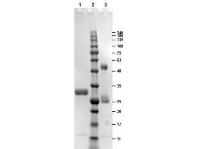 SDS-Page: Human IgG Fc Isotype Control [NBP1-96973] - SDS-PAGE results of Human IgG F(c) Fragment. Lane 1: reduced Human IgG F(c) Fragment. Lane 2: Opal Prestained Molecular Weight Ladder. Lane 3: non-reduced Human IgG F(c) Fragment. Load: 1ug. 4-20% Lonza SDS-PAGE; Coomassie Stained; BioRad ChemiDoc Imaged.