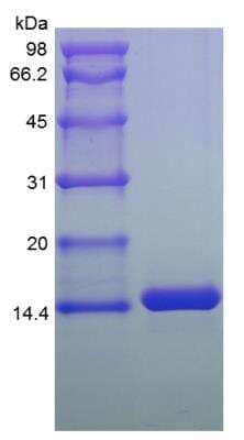 Simple Western: Human MIA2 Protein [NBP2-34986]
